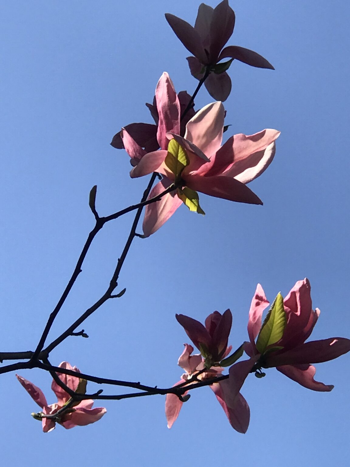 MILL Spring Classes at Van Vleck The Montclair Foundation