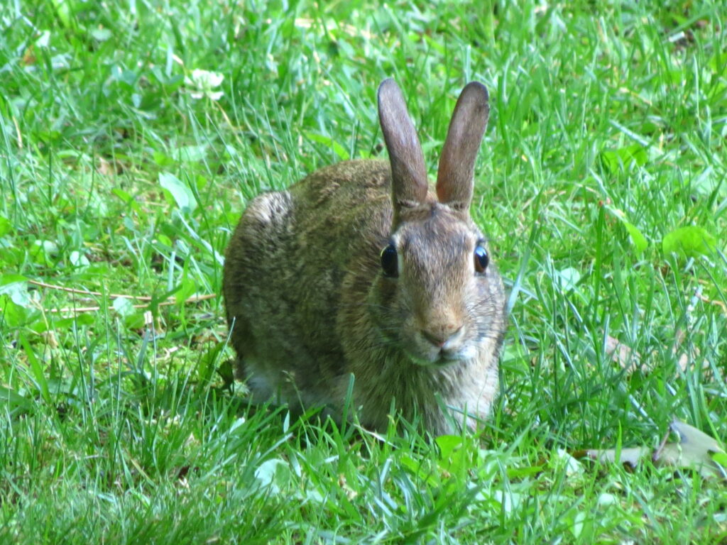 Bunny Rabbit