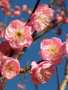 Prunus mume