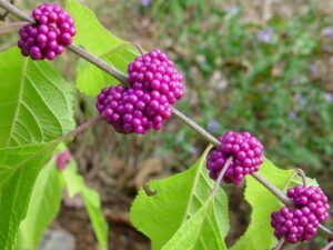 Callicarpa americana