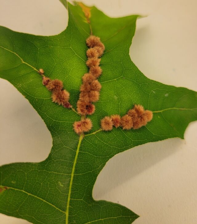 Interesting find today during Laura's work in the Gardens! 

The weird fuzzy lumps on this pin oak leaf are caused by Furry Oak Leaf Gall Wasp or Oak Tribble Gall (Callirhytis furva). 

These leaf galls cause little or no harm to the health of the tree and are part of the wasp's life cycle, containing the developing insects. 

#vistvanvleck #gardenfinds #pinoakleaf #gallwasp #wasplifecycle #montclairnj #vanvleckhouseandgardens #themontclairfoundation