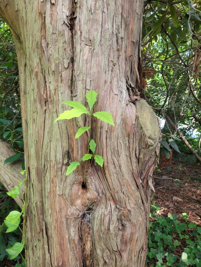 Here's a crazy picture from the Gardens... oak seedlings growing out of a yew trunk! 

Probably a squirrel or chipmunk hid some acorns. 🌱 😊

#visitvanvleck #oakseedlings #yew #squirrelfollies #chipmunkfollies #vanvleckhouseandgardens #themontclairfoundation