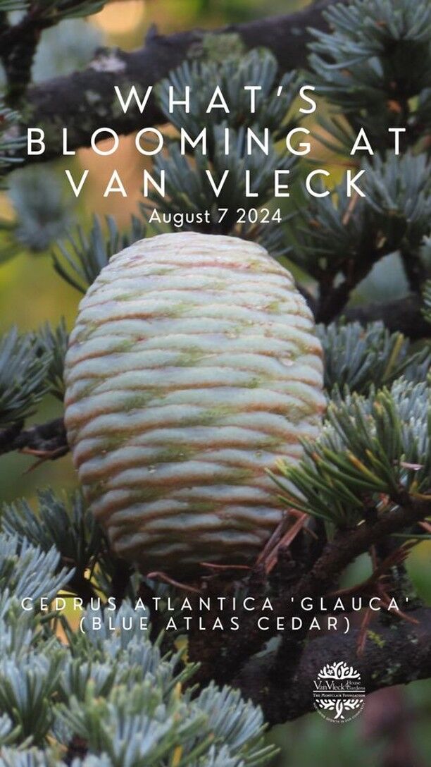 Discover what's blooming in the Gardens this week

🌸 
August 7, 2024

📍
Van Vleck House & Gardens
Montclair, NJ

#whatsblooming #visitvanvleck #montclairnj #vanvleckhouseandgardens #themontclairfoundation #njarboretum #njbotanicalgarden